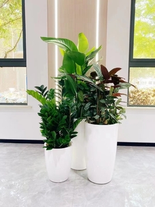 想知道宁波慈溪盆景租摆哪家好？点进来瞧瞧！